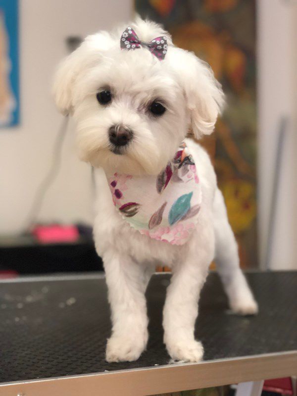 Pet Star 92.jpg